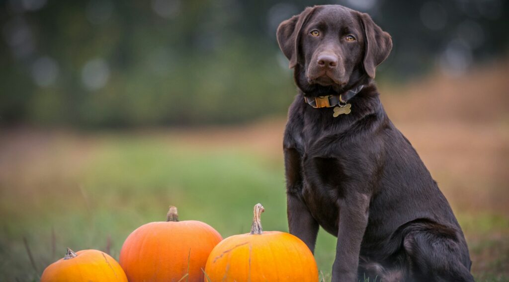 black dog sitting on grass